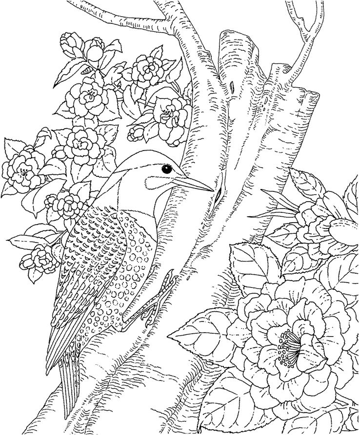 736x893 Adults Color Pages Free Printable Hummingbird Stationery Box