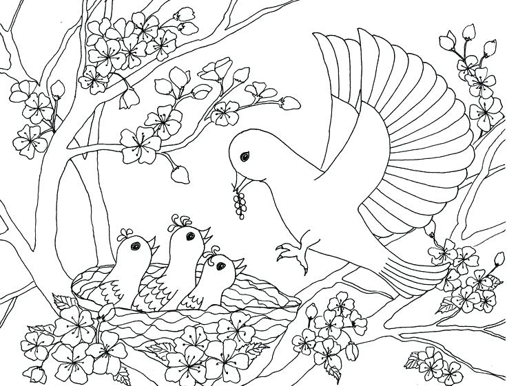 736x561 Best Birds Insects Etc Coloring Pages Images On Birds And Insects