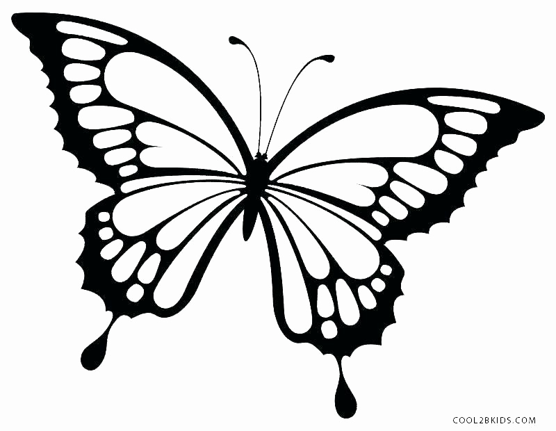 800x620 Detailed Butterfly Coloring Pages For Adults Ohmygirl.us