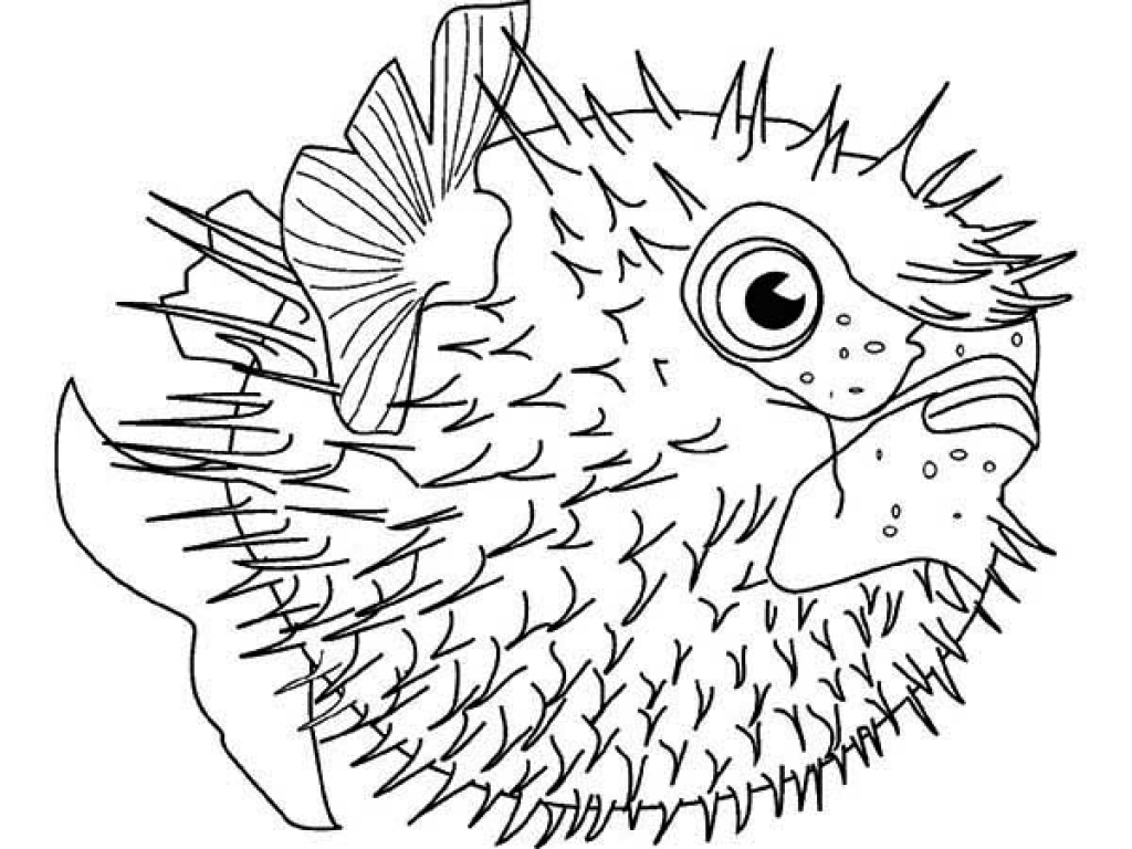 1024x768 Puffer Fish Coloring Page