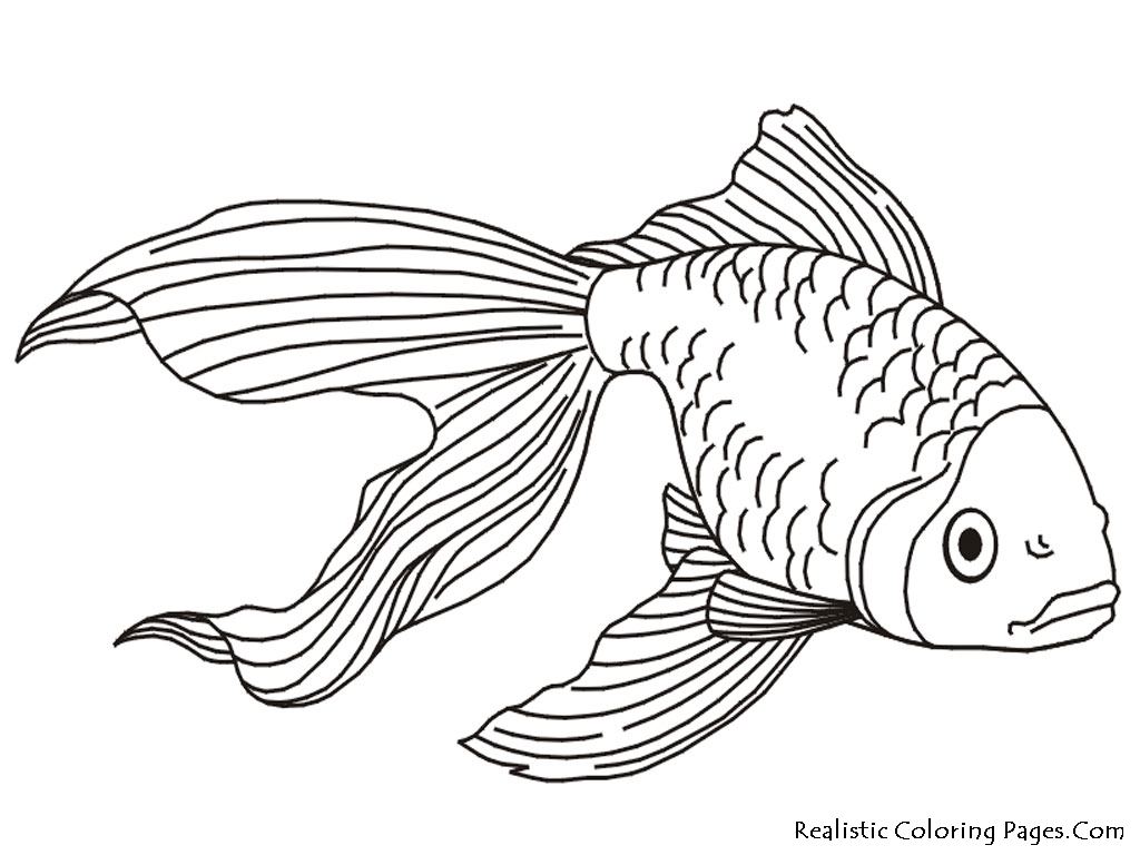 1024x768 Best Of Realistic Tropical Fish Coloring Pages Gallery Free