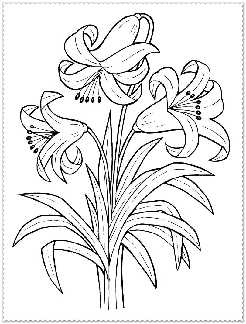 810x1066 Coloring Pages ~ Flower Coloring Page Color Pages Best Of Spring