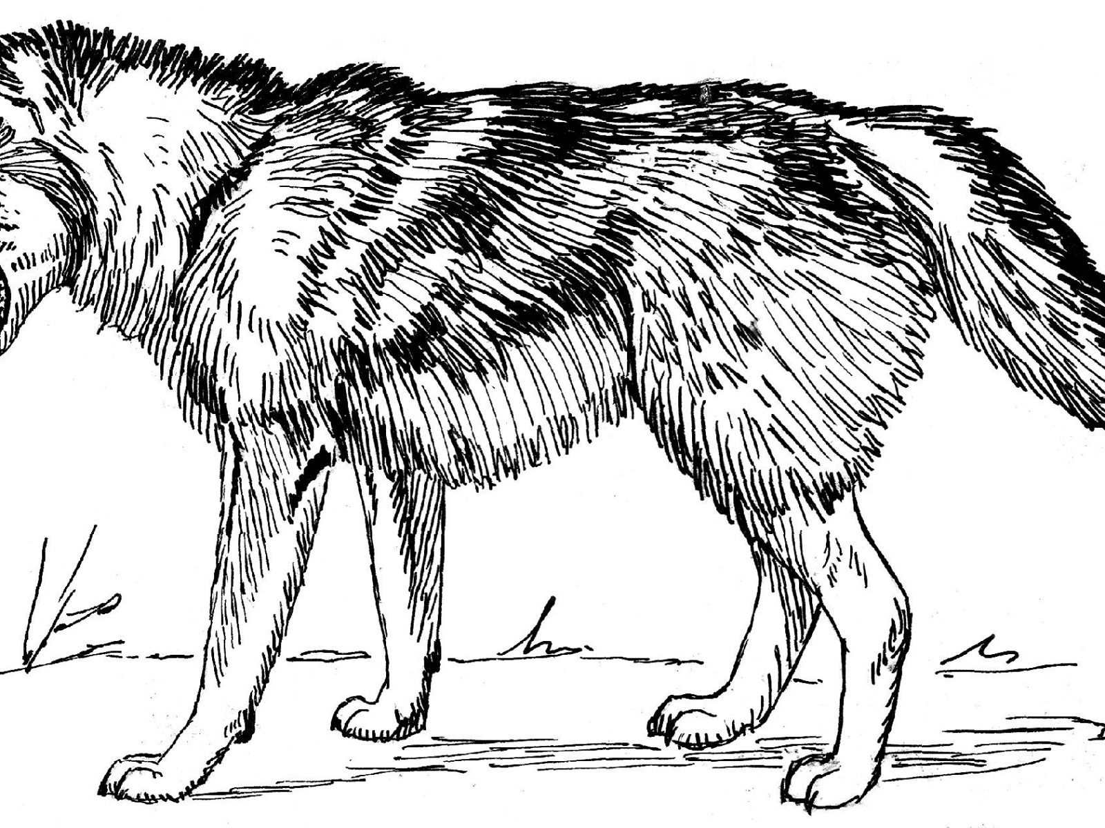 1600x1200 Realistic Adult Wolf Coloring Pages Zentangle Free Printable