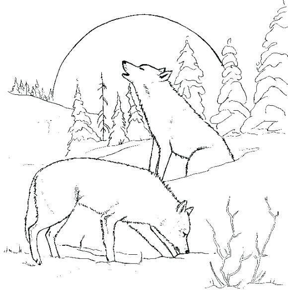 580x584 Best Wolf Color Sheets Images On Coloring Sheets Wolf Coloring