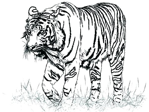 600x451 Detroit Tigers Coloring Pages Printable Tiger Coloring Pages