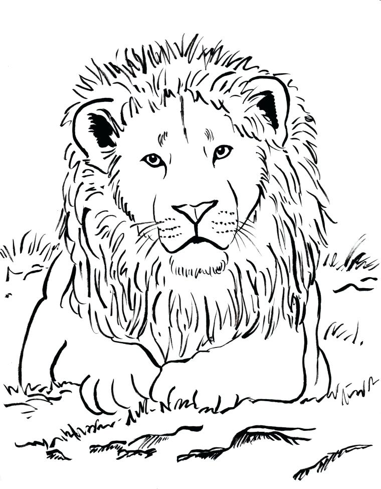 760x974 Lions Coloring Pages Lion Coloring Page Free Detroit Lions