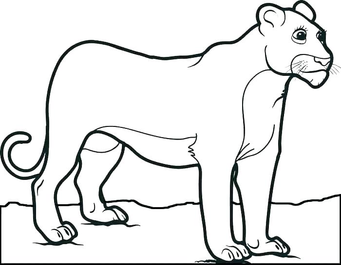 700x545 Lions Coloring Pictures Lion Coloring Pages Pictures Of Lions