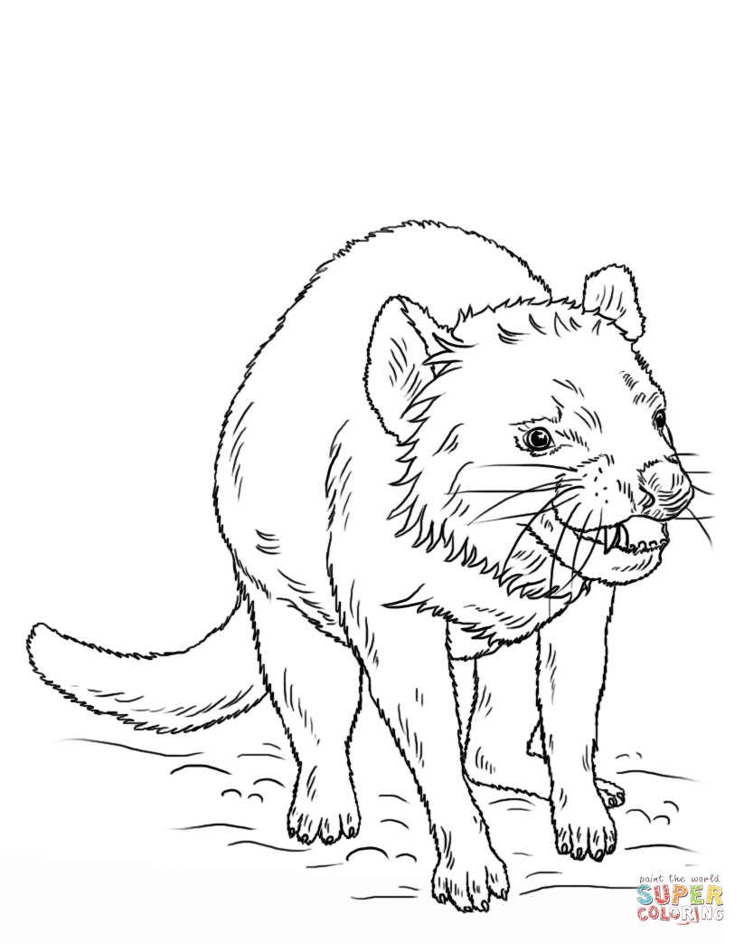 823x1043 Tasmanian Devil Coloring Pages Printable Coloring For Kids 2018