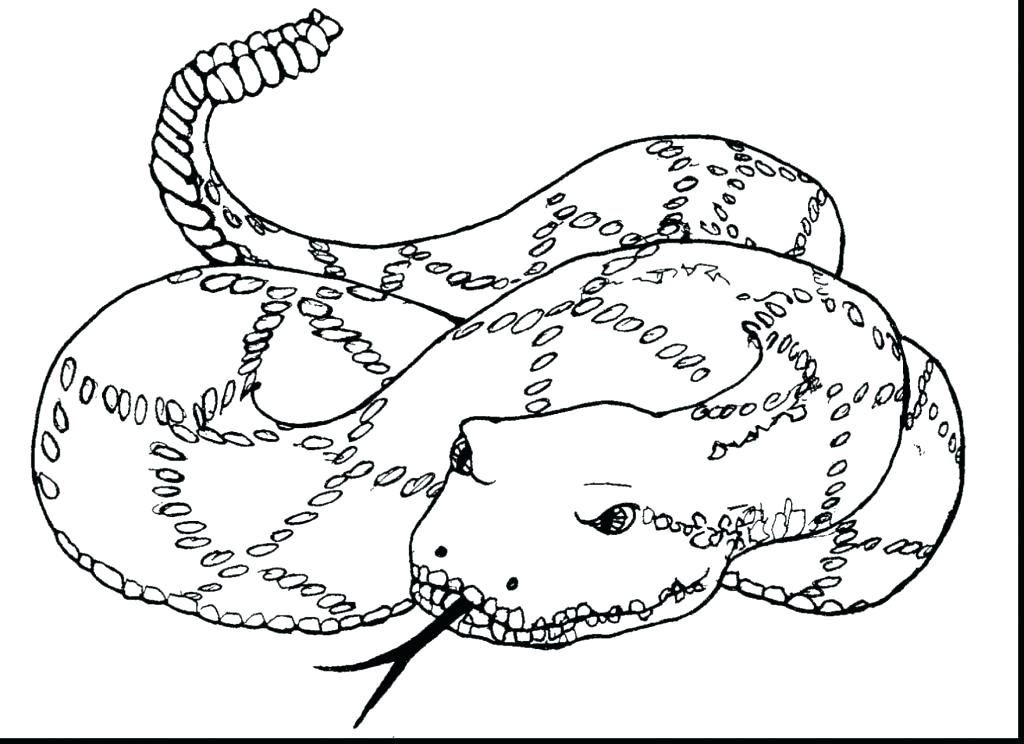 1024x744 Anaconda Coloring Page Green Anaconda Coloring Pages Printable
