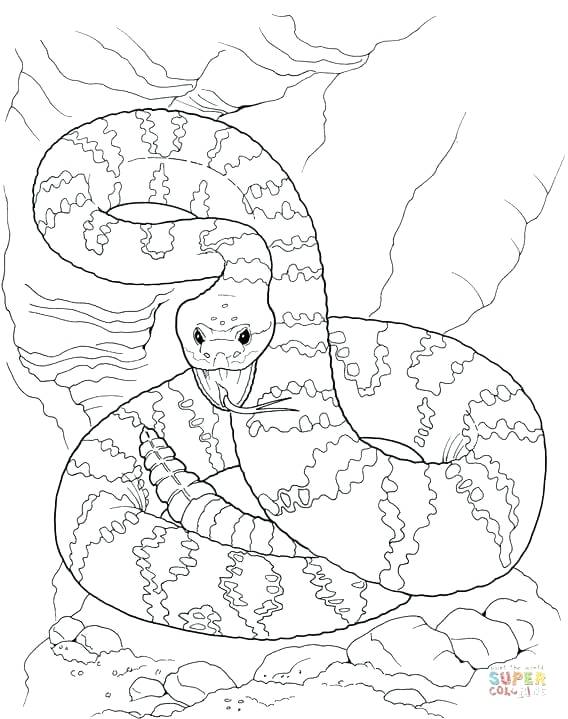 568x719 Rattlesnake Coloring Page Ridge Nose Rattlesnake Coloring Sheet