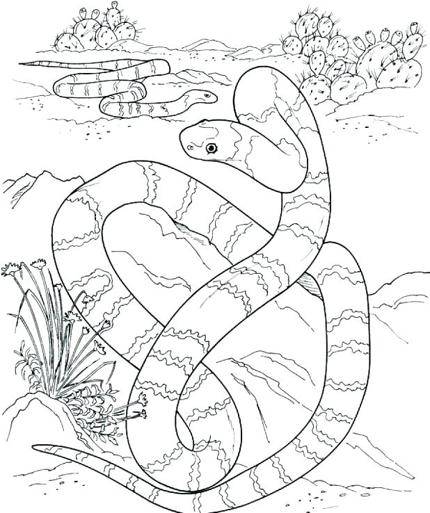 618x738 Rattlesnake Coloring Pages Coloring Pages Snake Rattlesnake