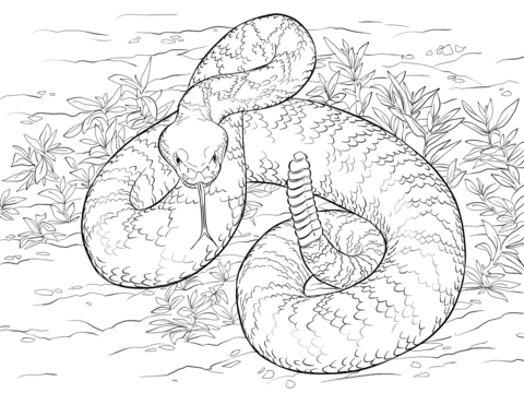 480x360 Western Diamondback Rattlesnake Coloring Page Activities