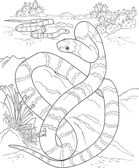 563x681 Rattlesnake Coloring Page