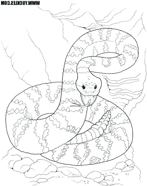 473x600 Rattlesnake Coloring Pages
