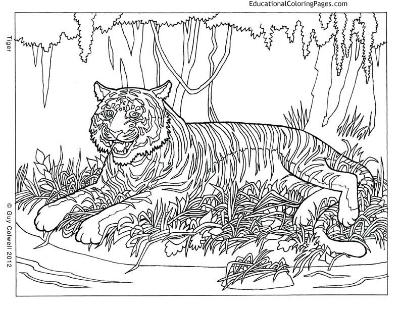 792x612 6561 Ide Coloring Pages For Adults Difficult Animals 20 Best