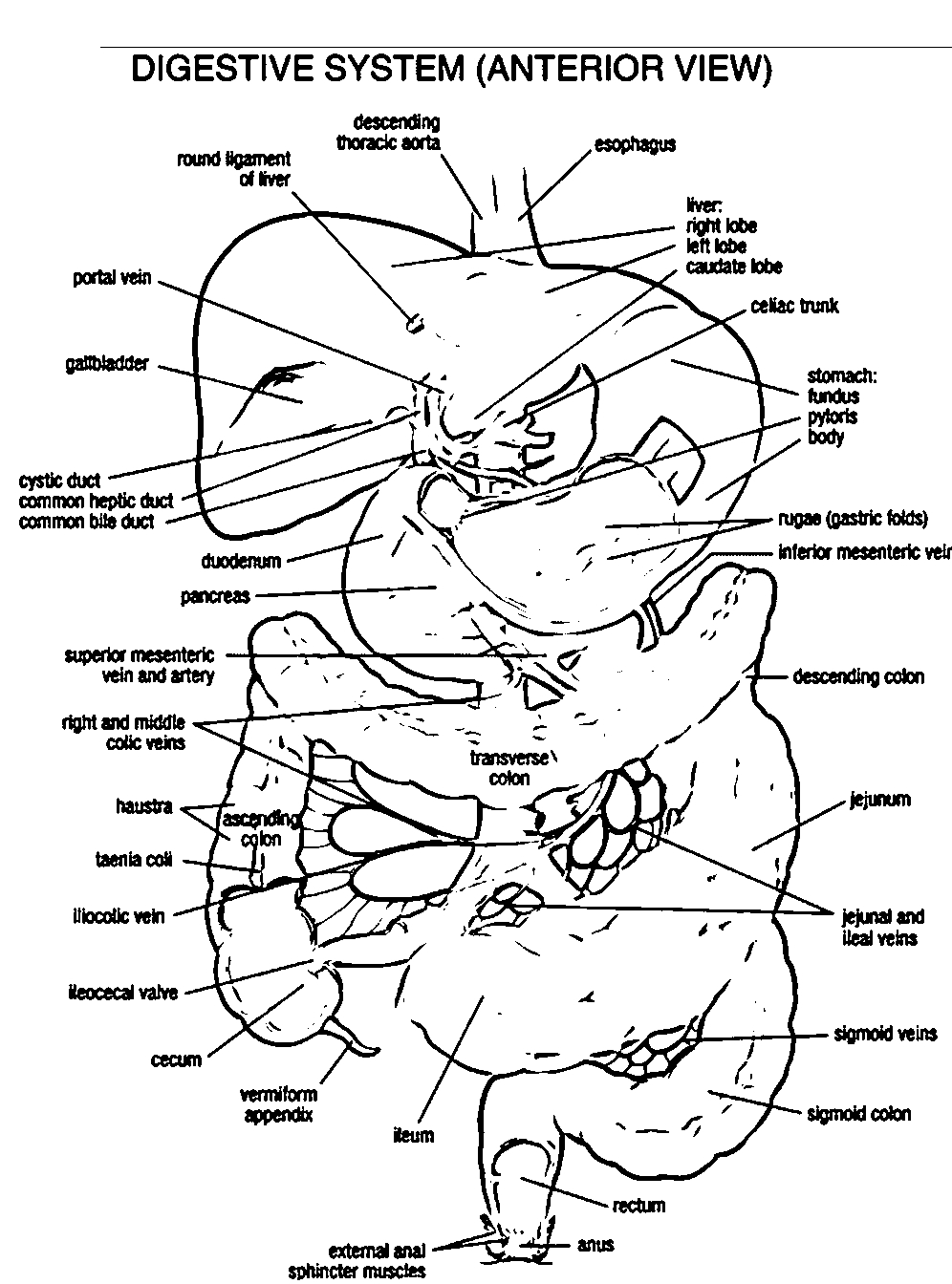 Digestive System Coloring Page