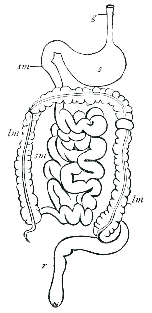 613x1258 Digestive System Coloring Page Collections Free Coloring Pages