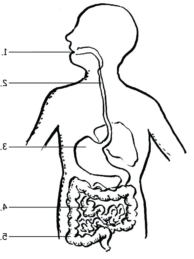 640x854 Digestive System Coloring Page Coolest Human Digestive System
