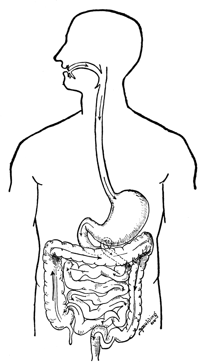 643x1163 Digestive System Coloring Page Digestive System Coloring Page