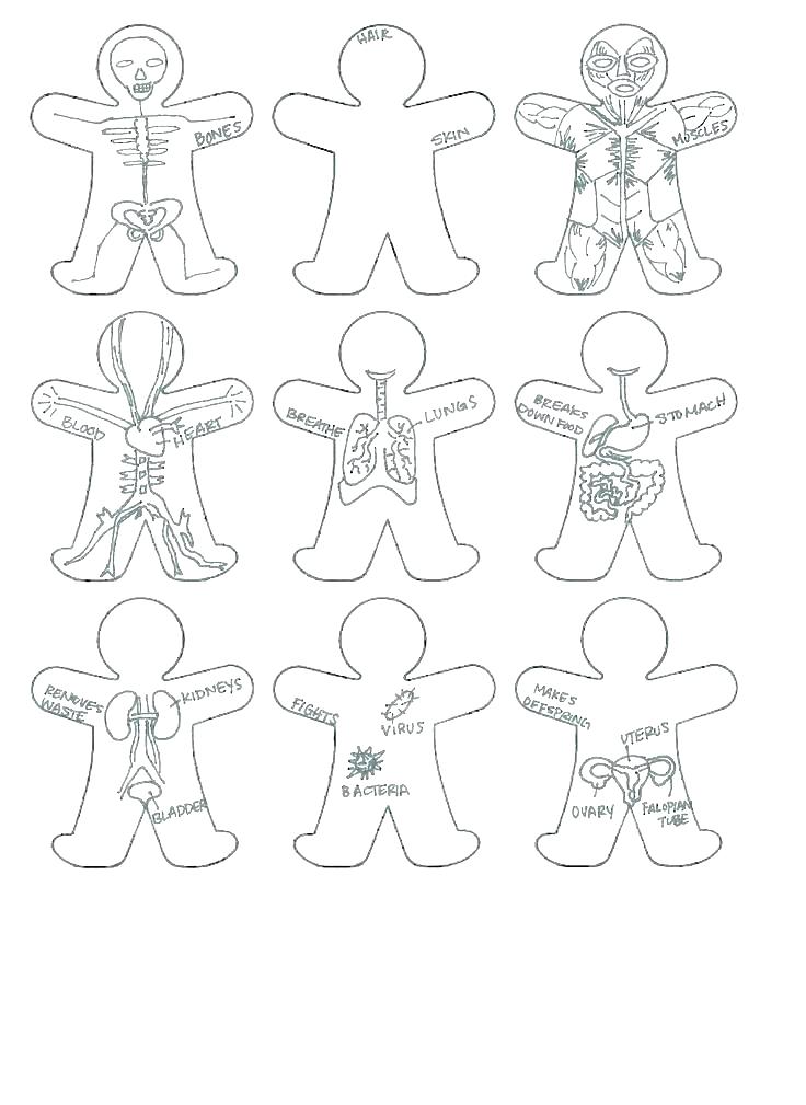 736x1009 Digestive System Coloring Page Human Body System Coloring Pages