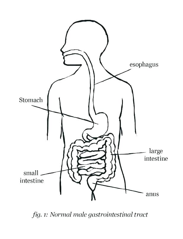 618x809 Digestive System Coloring Page Pics Digestive System Activities