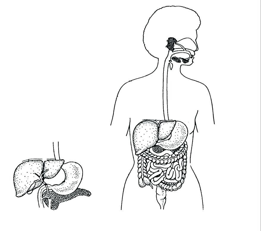 878x776 Digestive System Coloring Pages Appealing Digestive System