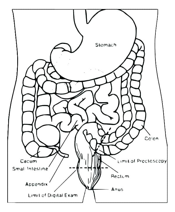 600x729 Digestive System Coloring Pages Digestive System Coloring Page