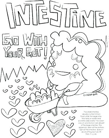 379x480 Digestive System Coloring Pages Digestive System Coloring Pages