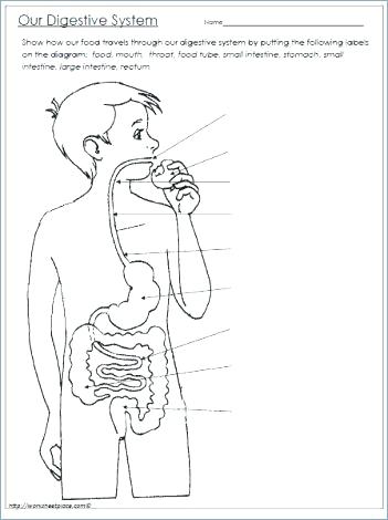 351x470 Chapter 14 Digestive System Coloring Workbook Answer Key Printable