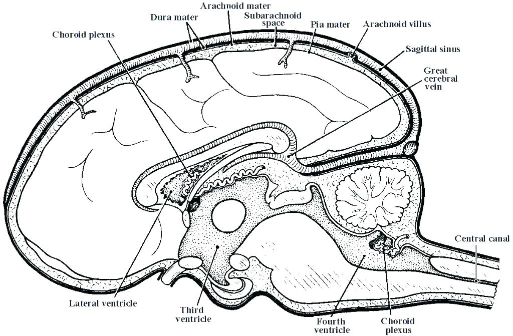 1024x671 Digestive System Coloring Pages Lovely And Physiology Coloring