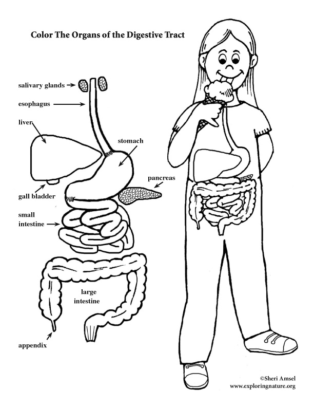 612x792 Digestive Tract Coloring Page (Elementary)