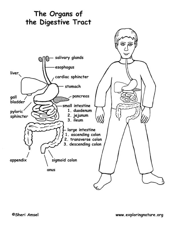 612x792 Digestive Tract Organs Coloring (Middle School)