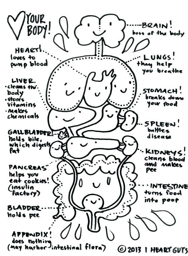 618x842 Human Digestive System Coloring Pages