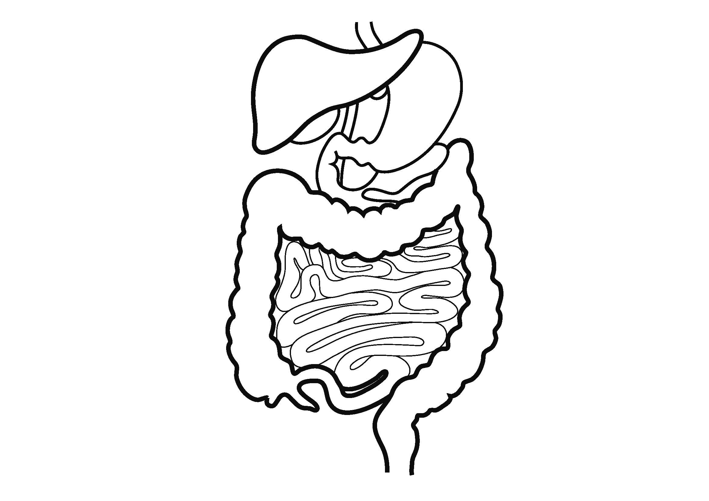 2339x1654 Human Digestive System Easy Draw Drawing Sys On Digestive System