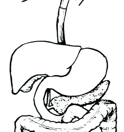 400x425 Printable Digestive System Digestive System Coloring Digestive