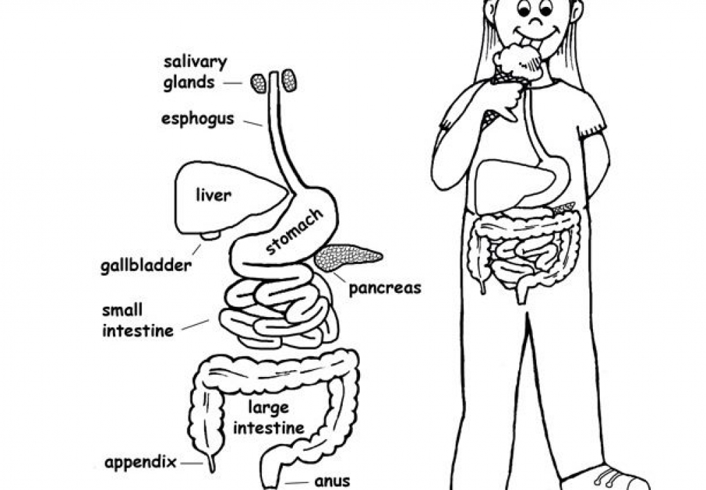 1024x711 System Organs Colouring Pages Digestive System Coloring Pages