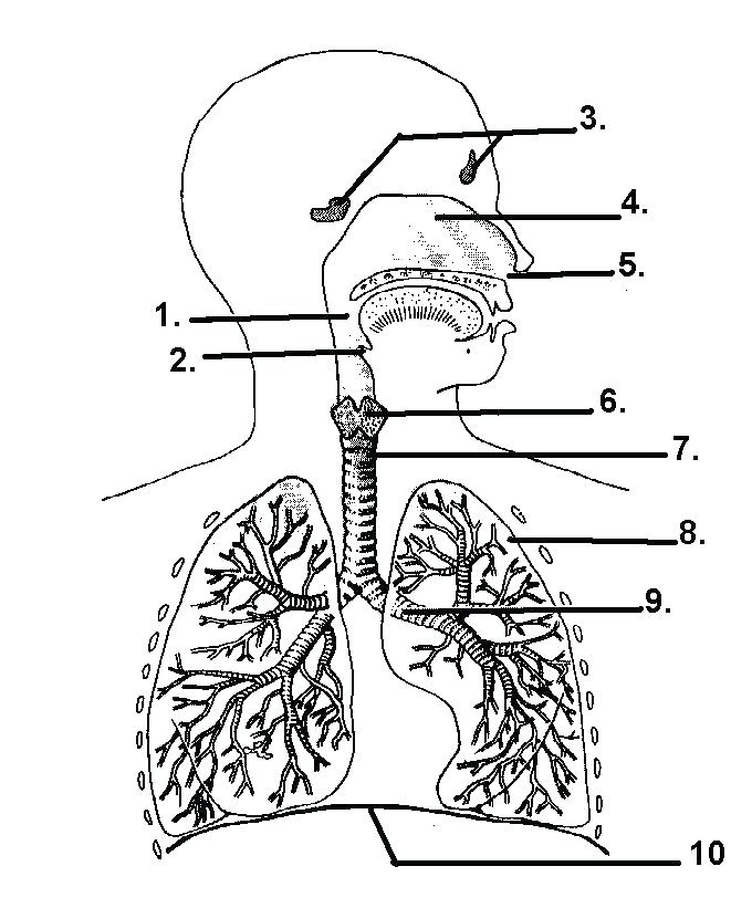 661x821 Circulatory System Coloring Page Digestive System Coloring Pages