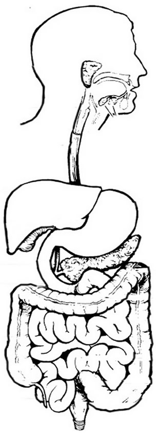 304x843 The Digestive System Coloring