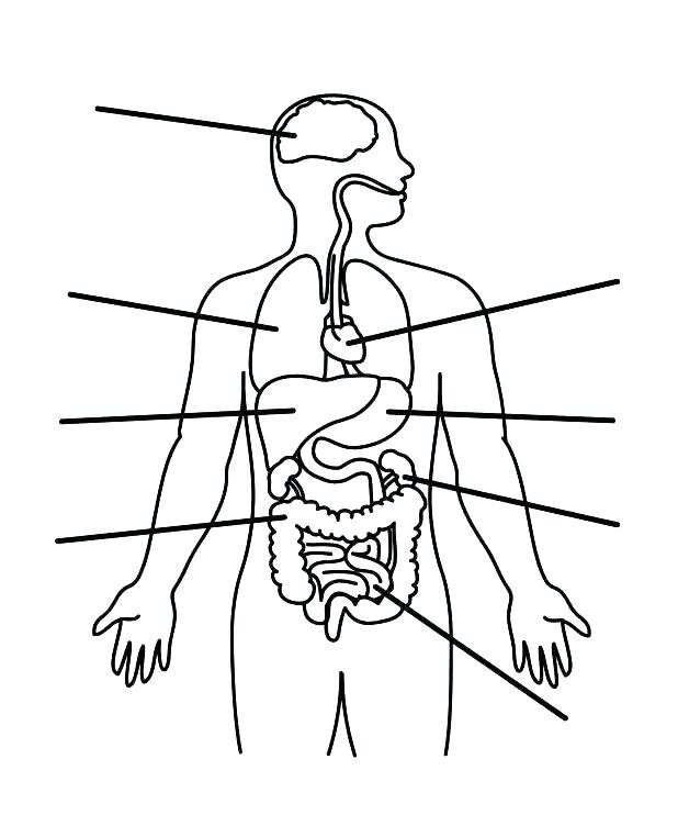 618x742 Digestive System Coloring Pages