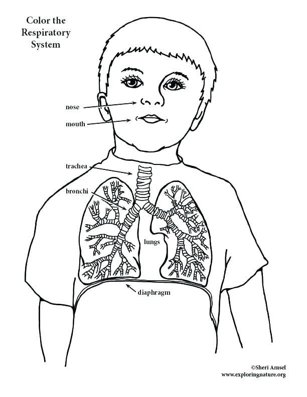612x792 Digestive System Coloring Pages Shippa.co