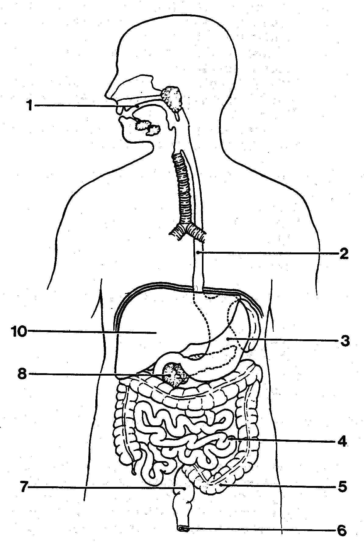 1195x1781 Worksheet. Digestive System Worksheets. Grass Fedjp Worksheet