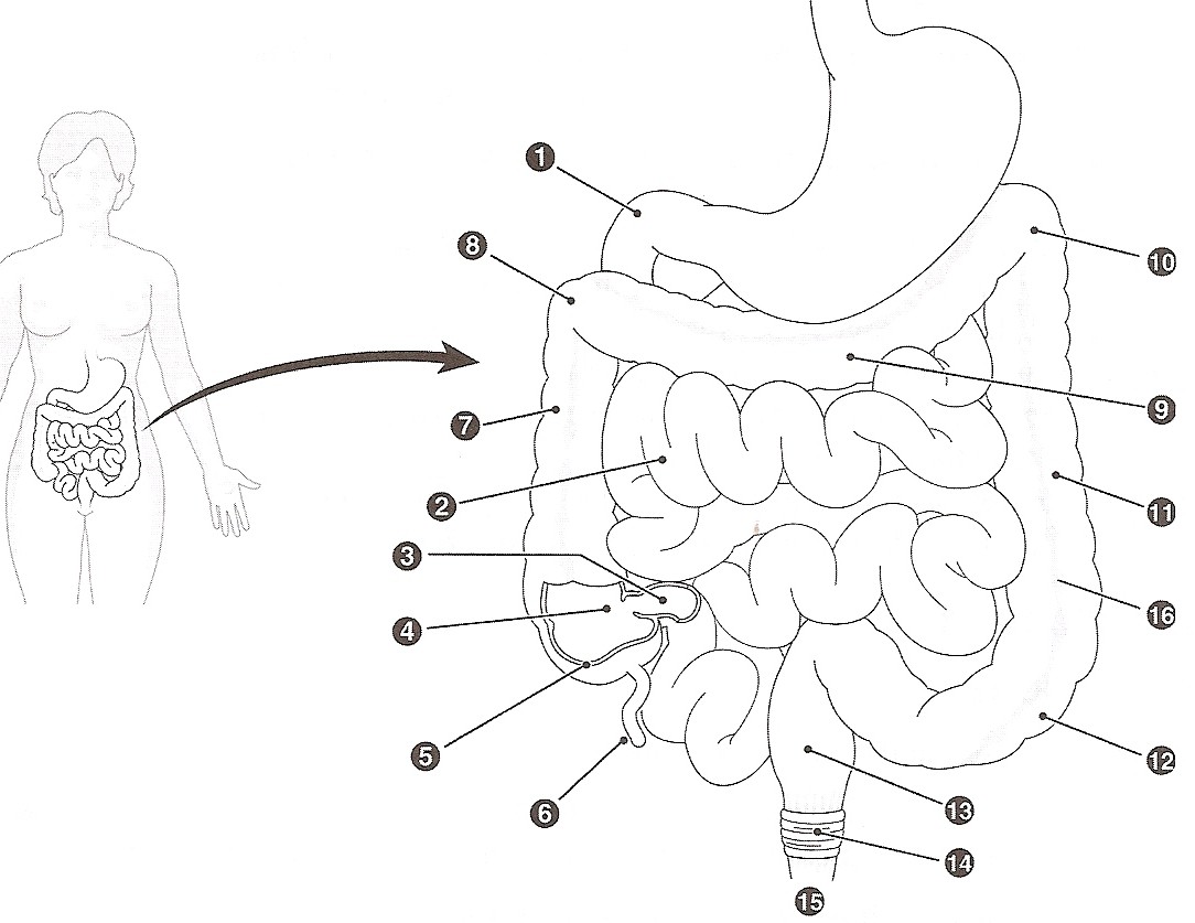 1084x837 Coloring Digestive System Coloring Pages