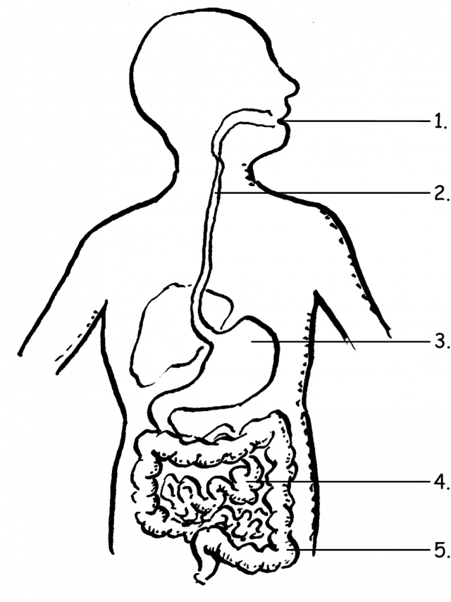 640x854 Coloring Page For Digestive System Coloring Home Digestive System