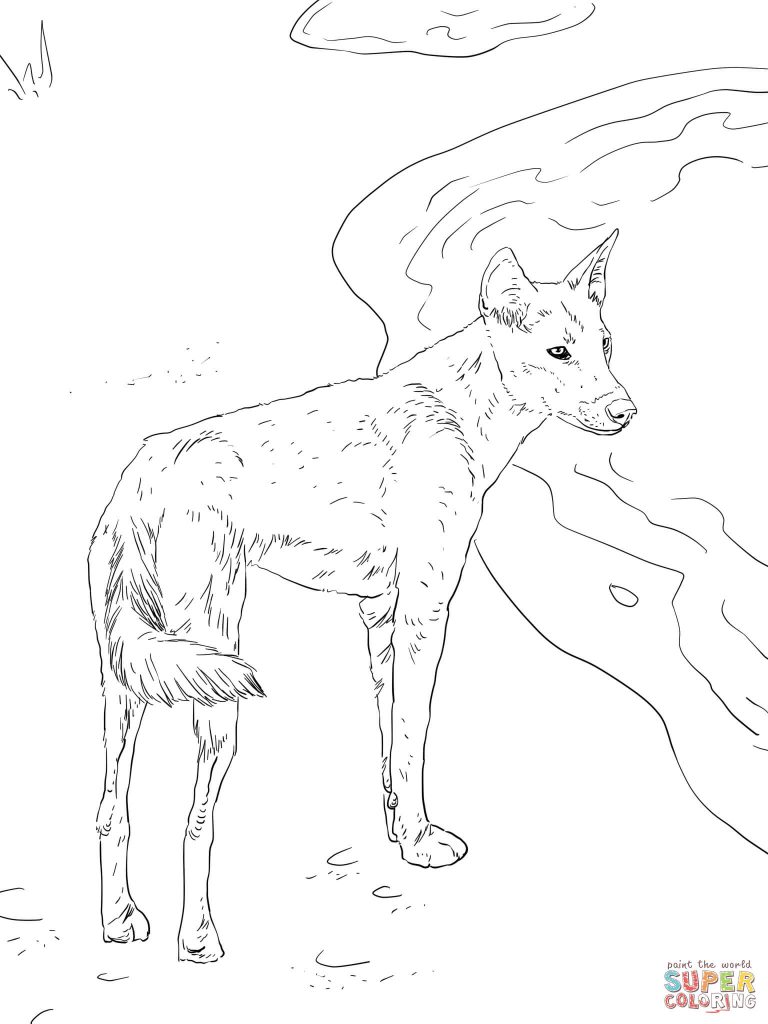 768x1024 Download Canis Lupus Dingo Coloring Page