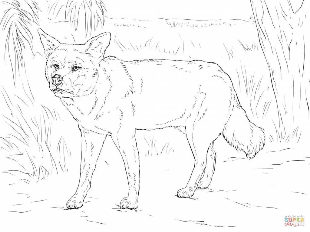 1024x768 Download Dingo For Coloring Page