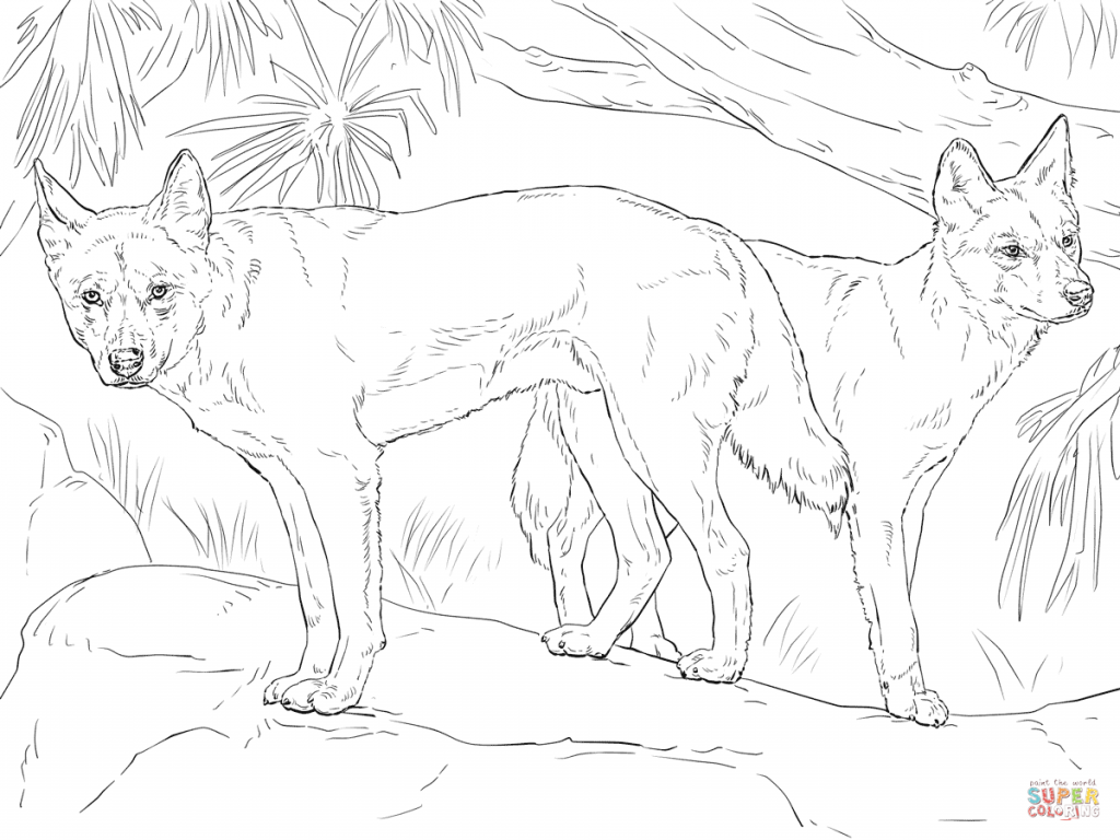 1024x768 Download Two Dingo Coloring Page