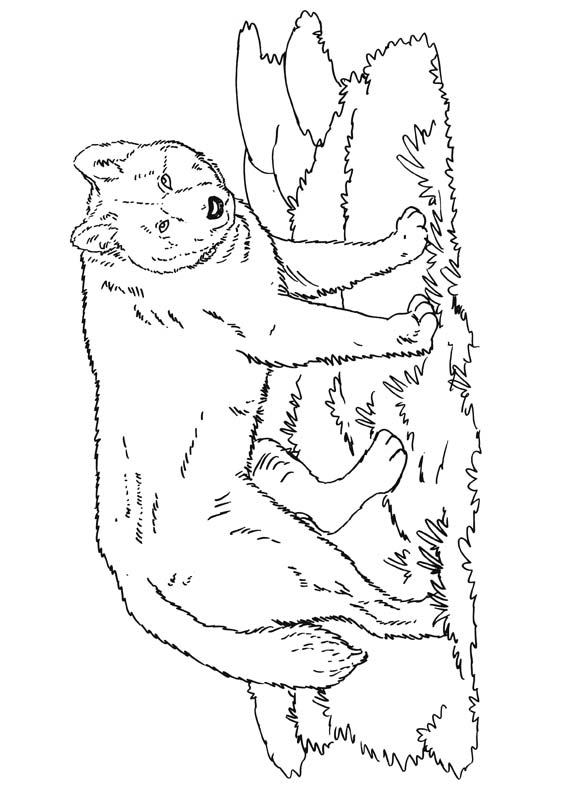 576x792 Australian Dingo Dog Coloring Page Download Free Australian