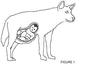 333x250 Baby Dingo Pictures Free Download