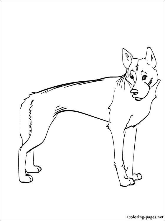 560x750 Coloring Page Dingo Coloring Pages