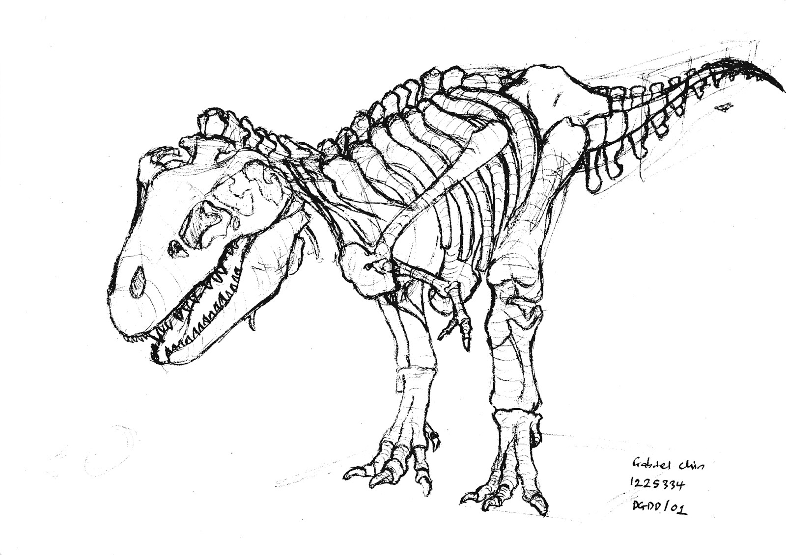 1600x1131 Dinosaur Skeleton Drawing At Getdrawings Com Free For Personal Use